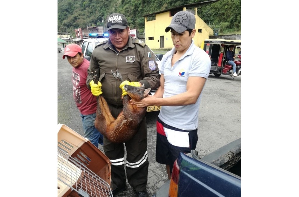 Ecuador's Environmental Police (UPMA) in Tandapi (Pichincha province) inspected vehicles passing through the principle wildlife trafficking hotspots – seen here with a little red brocket or swamp brocket (Mazama rufina), a  threatened deer native to the Andes of Ecuador.